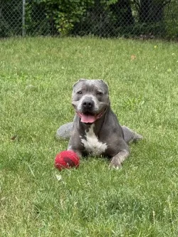 An adult large-sized female Gray / Blue / Silver Pit Bull Terrier dog named Flora for adoption in Standish, MI