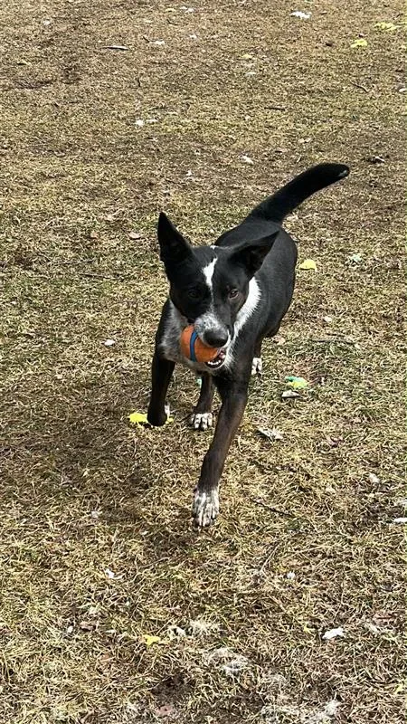 A baby medium-sized male Black Mixed Breed dog named Jasper for adoption in Standish, MI