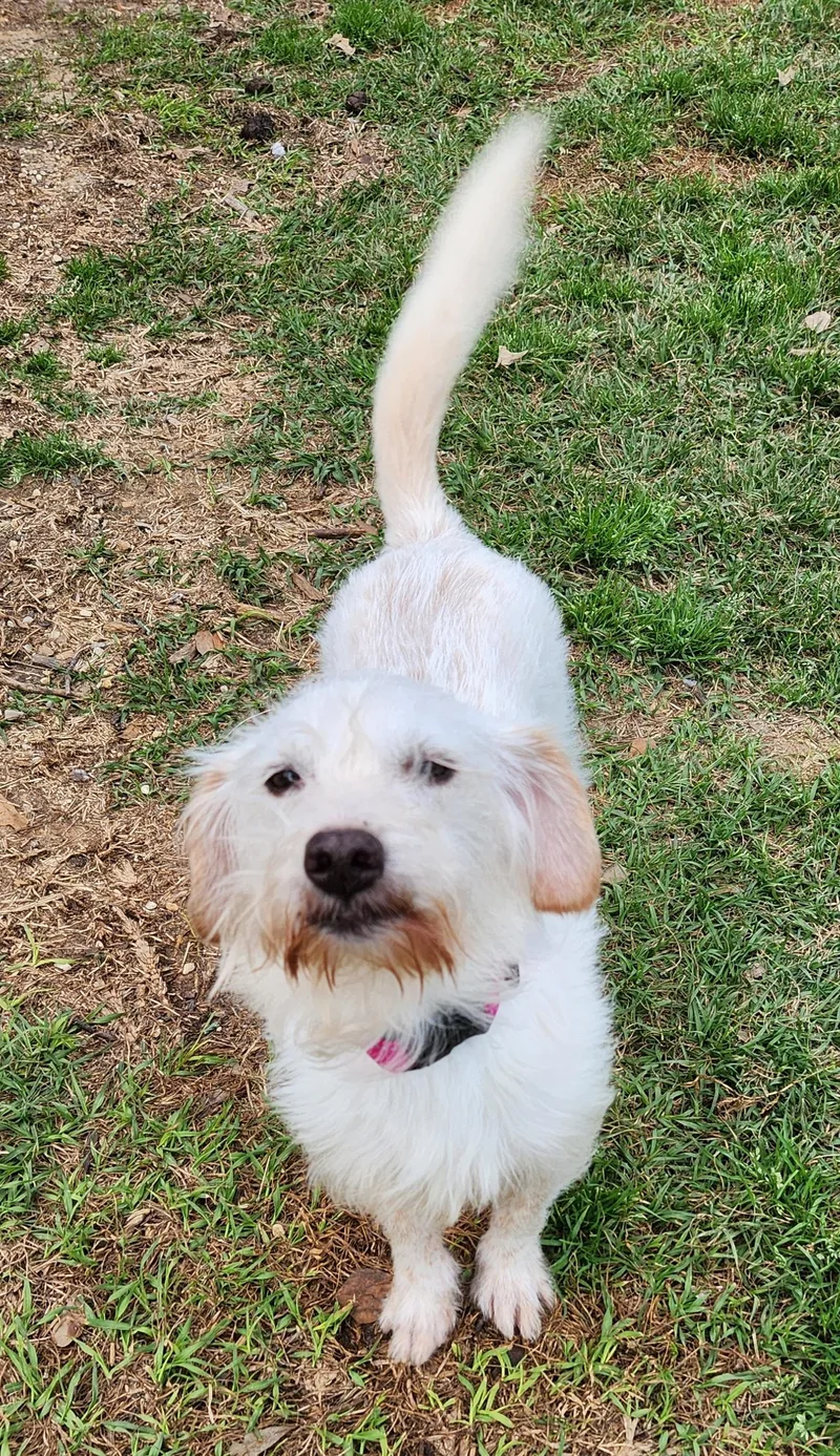 A senior small-sized female Mixed Breed dog named Bailey for adoption in Baton Rouge, LA