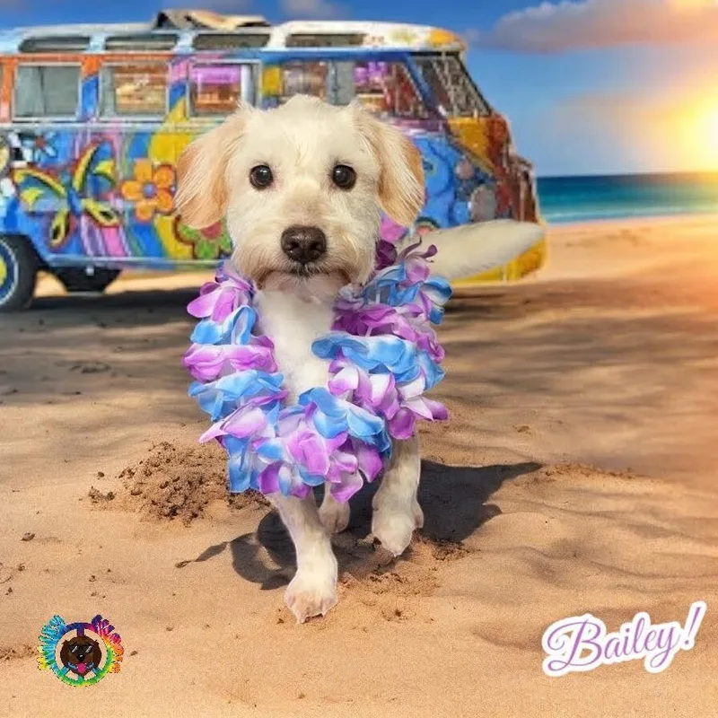 Bailey thumbnail 6
