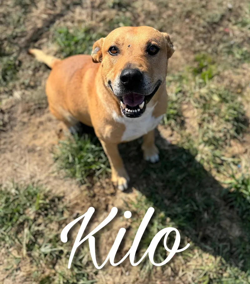 Kilo