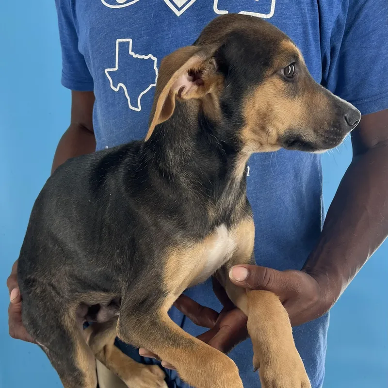 Denver  Local April thumbnail 2