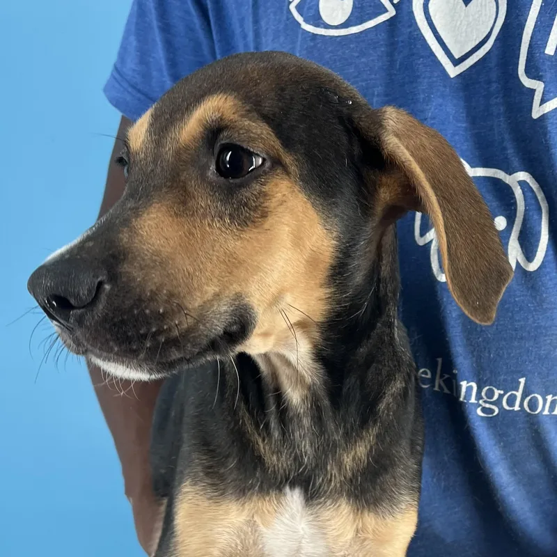 Denver  Local April thumbnail 3