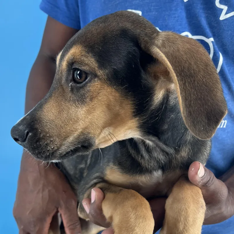 Denver  Local April thumbnail 4