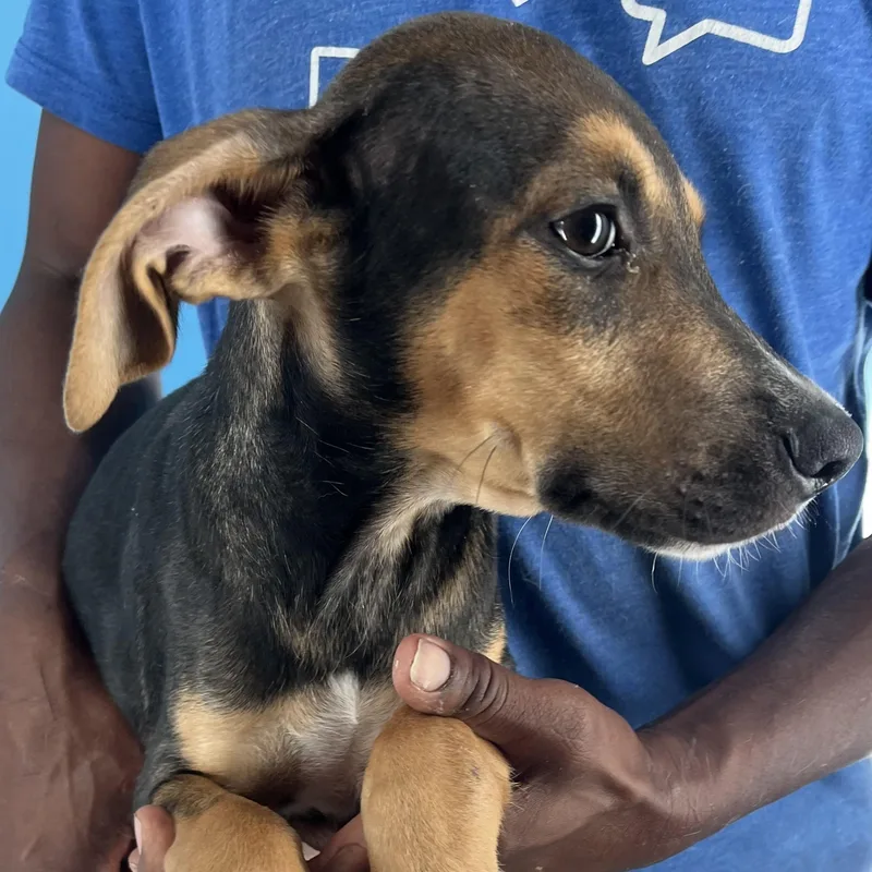 Denver  Local April thumbnail 5