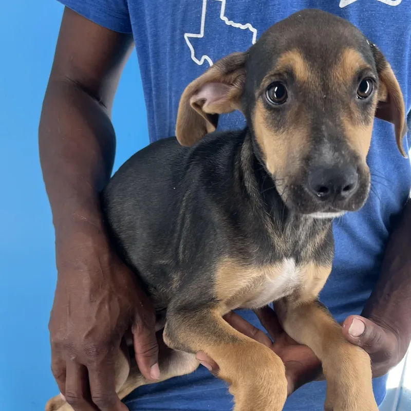 Denver  Local April thumbnail 6