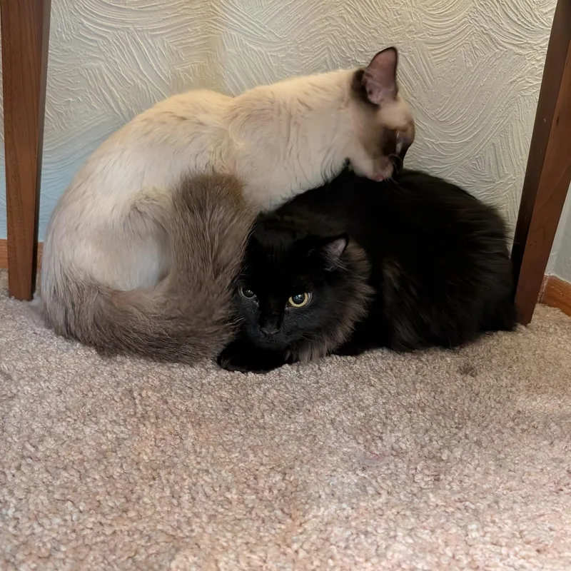 Nessus & Fuligin thumbnail 2