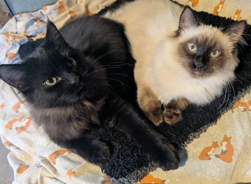 Nessus & Fuligin thumbnail 4