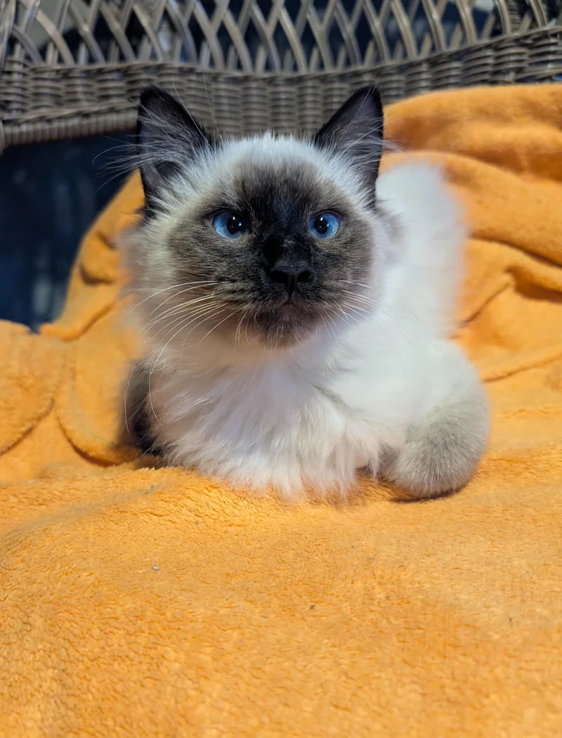 Nessus & Fuligin thumbnail 5