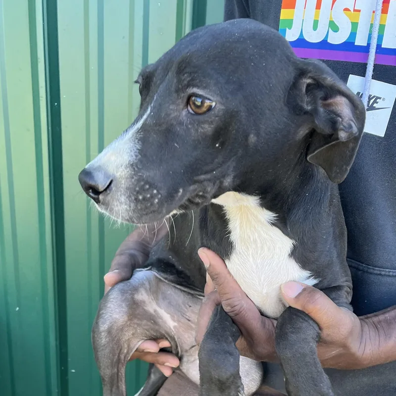 Ranger  Local April thumbnail 2