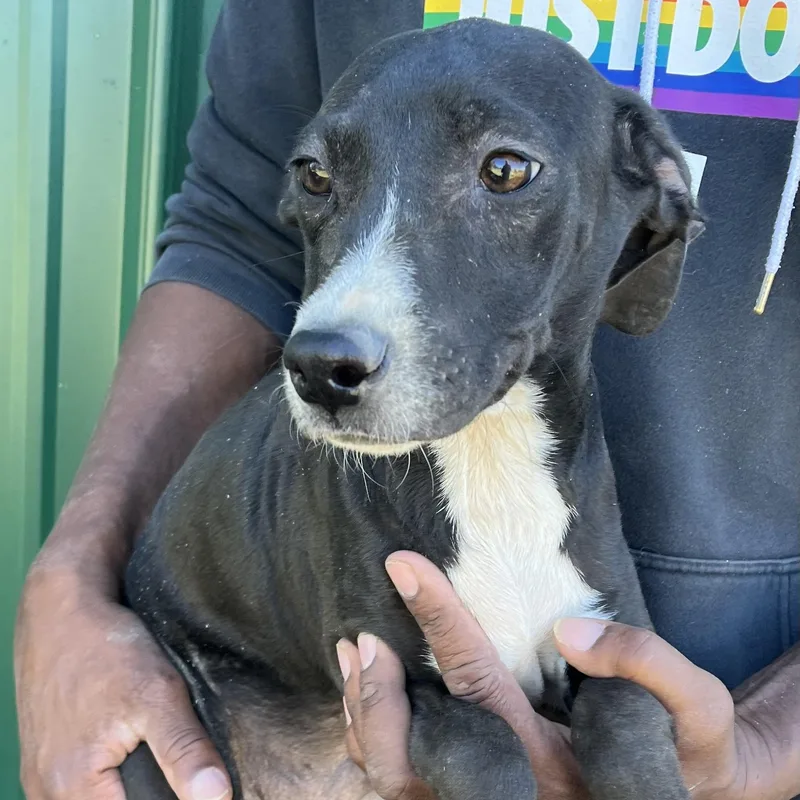 Ranger  Local April thumbnail 3