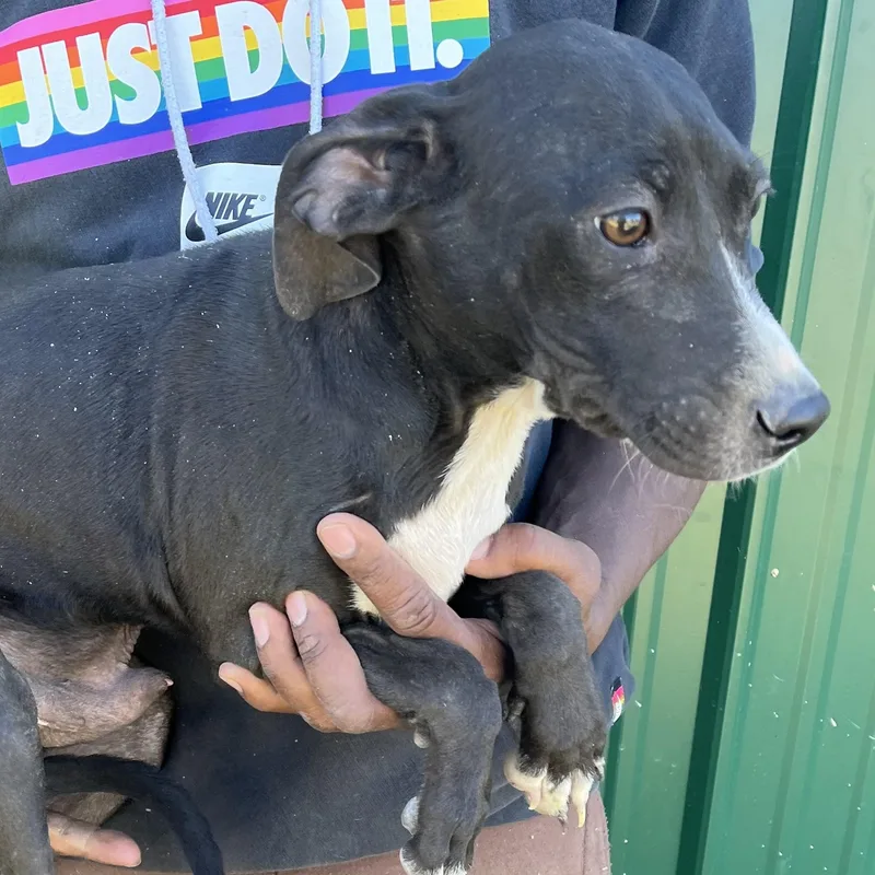 Ranger  Local April thumbnail 4