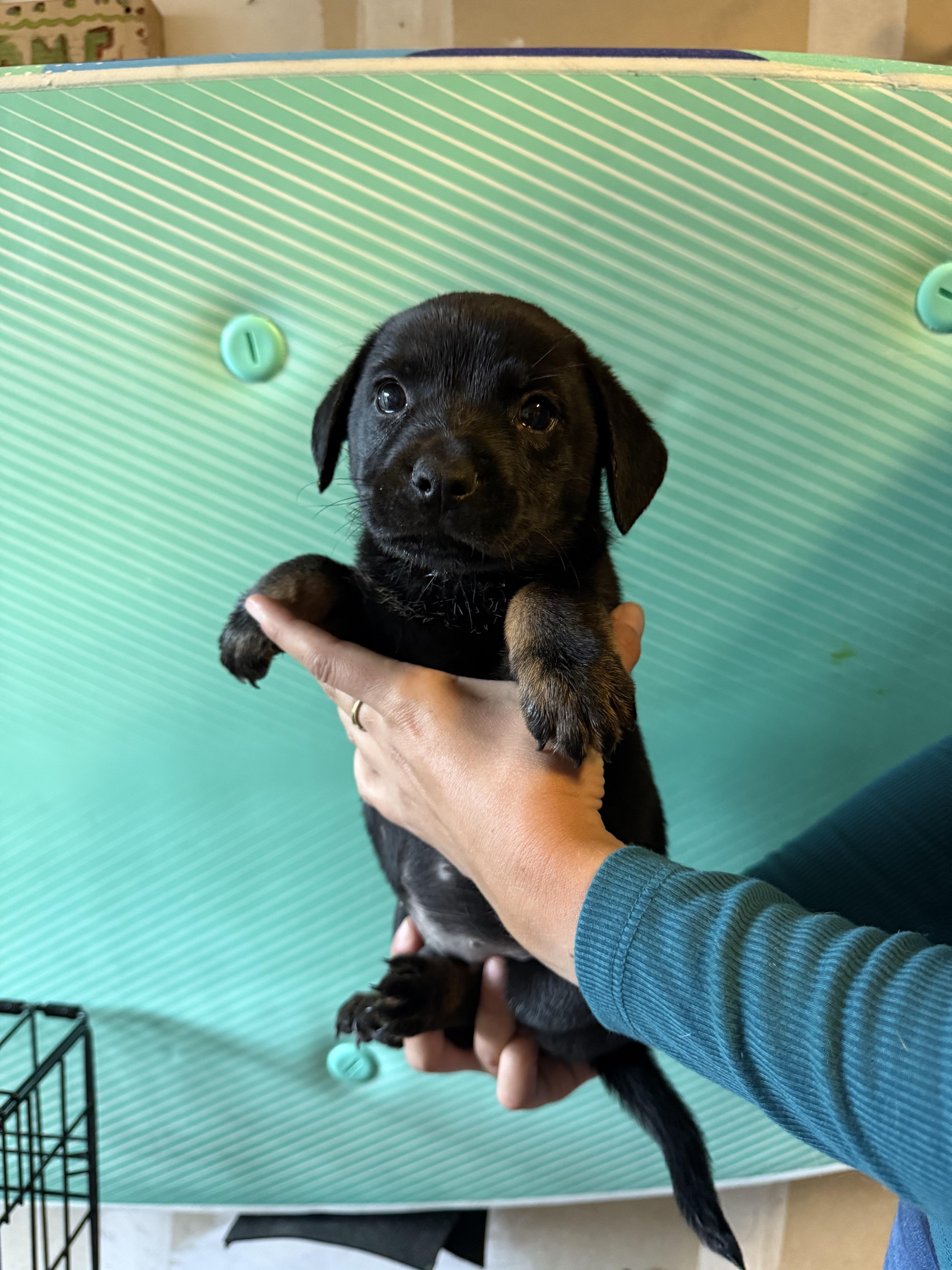 Bear Claw thumbnail 2