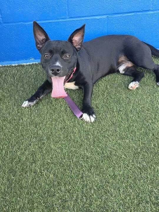 Hawthorn thumbnail 2