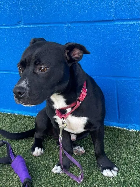 Hawthorn thumbnail 3