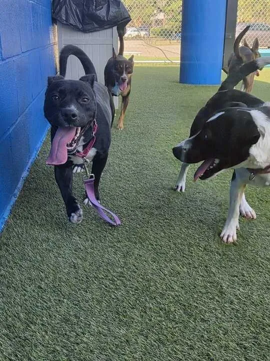 Hawthorn thumbnail 4