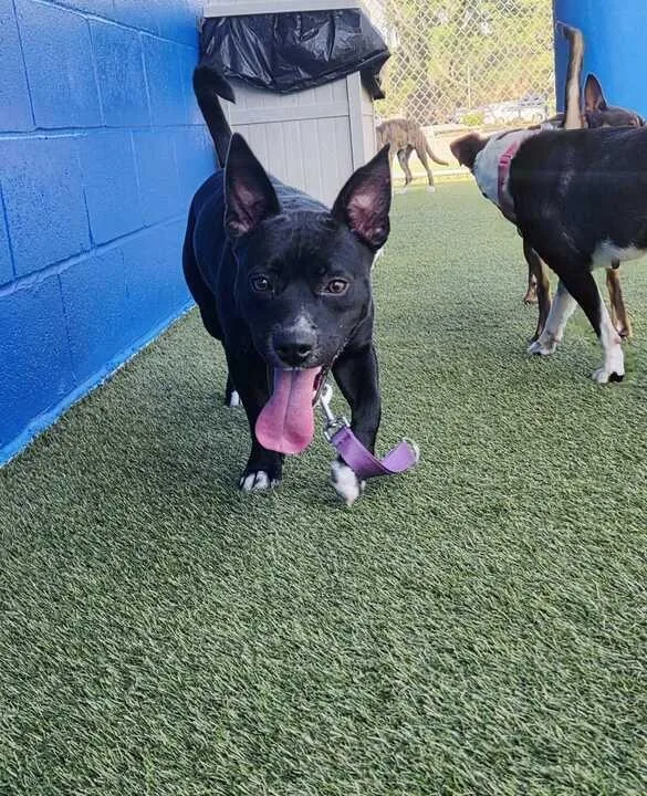 Hawthorn thumbnail 5