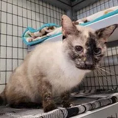 Panda Bear thumbnail 2