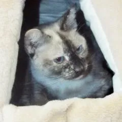 Panda Bear thumbnail 3