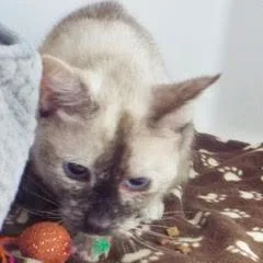 Panda Bear thumbnail 4