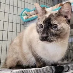 Panda Bear thumbnail 6