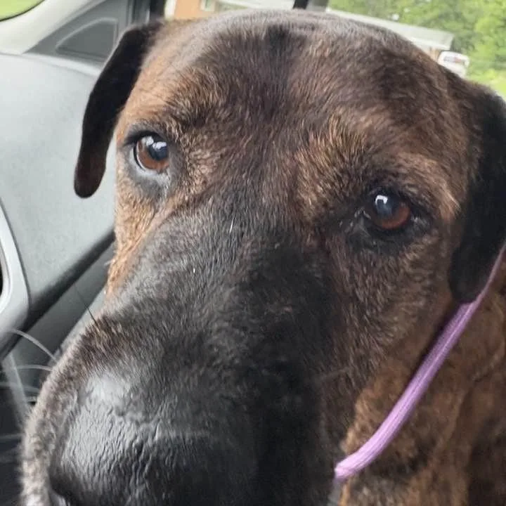 Eddie Spaghetti thumbnail 4