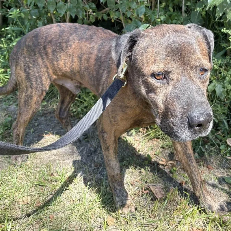 Eddie Spaghetti thumbnail 6