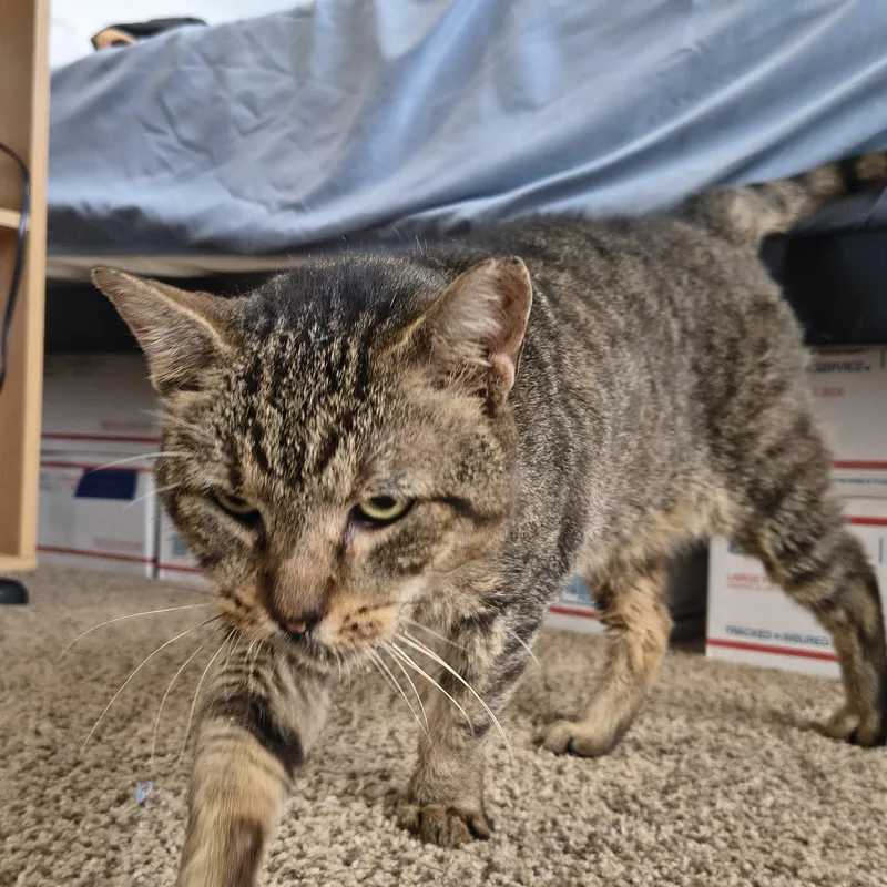 Socrates thumbnail 2