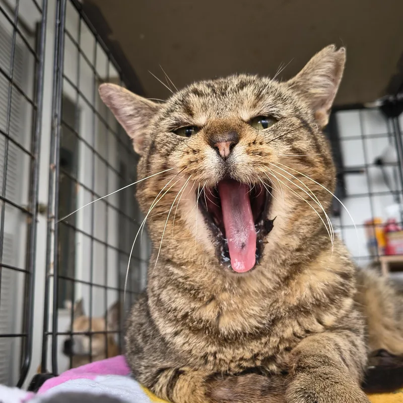 Socrates thumbnail 3