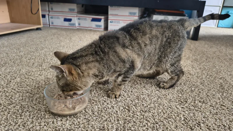 Socrates thumbnail 4