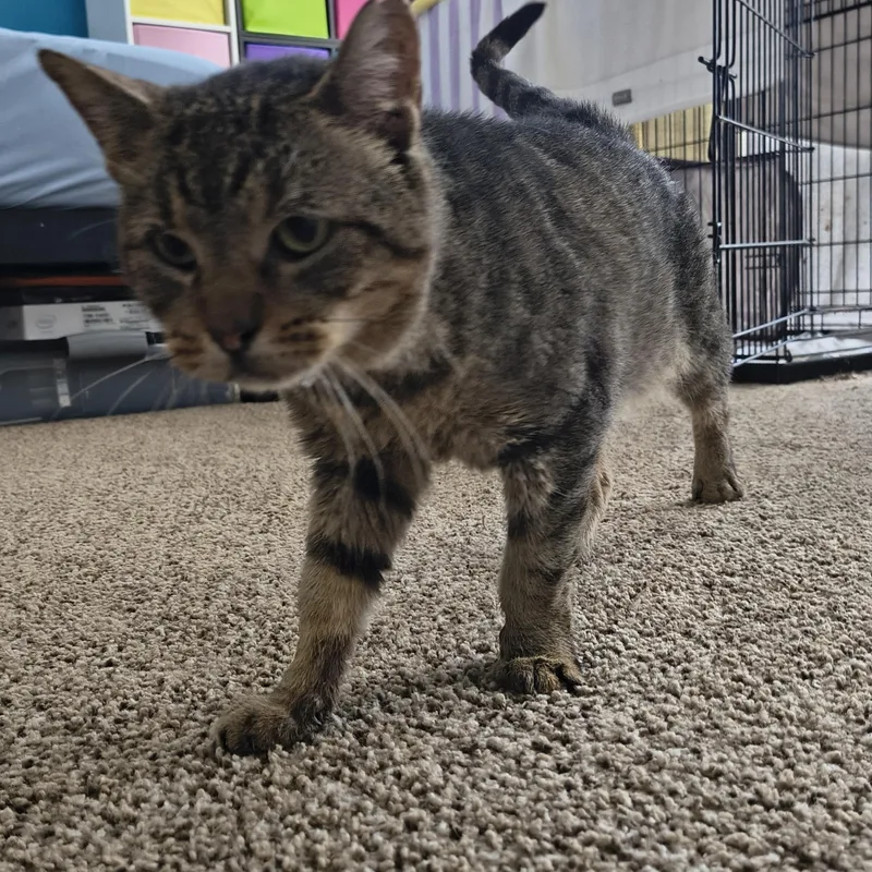 Socrates thumbnail 5