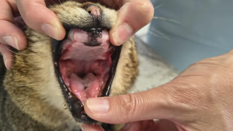 Socrates thumbnail 6