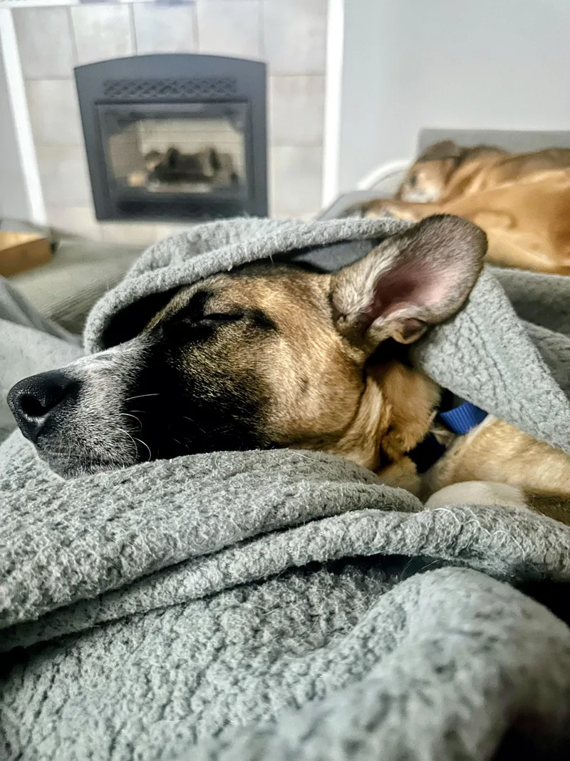 Ryder  In Mass. thumbnail 2