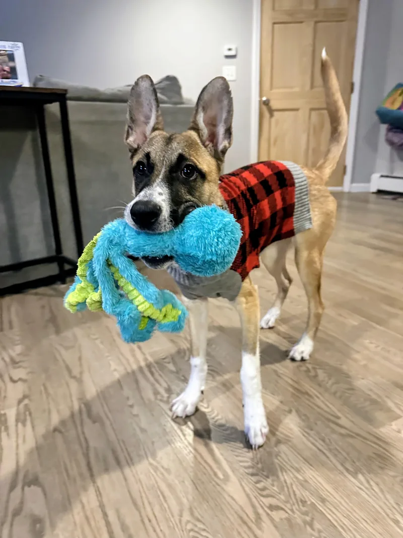 Ryder  In Mass. thumbnail 3