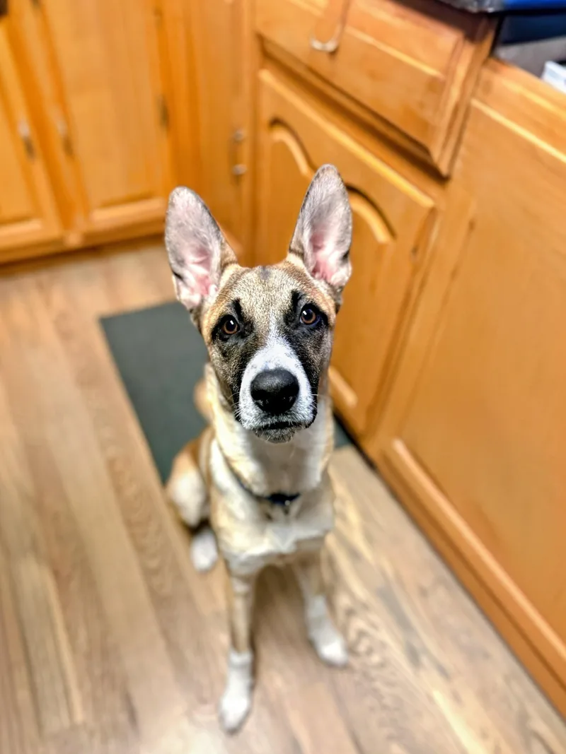 Ryder  In Mass. thumbnail 4