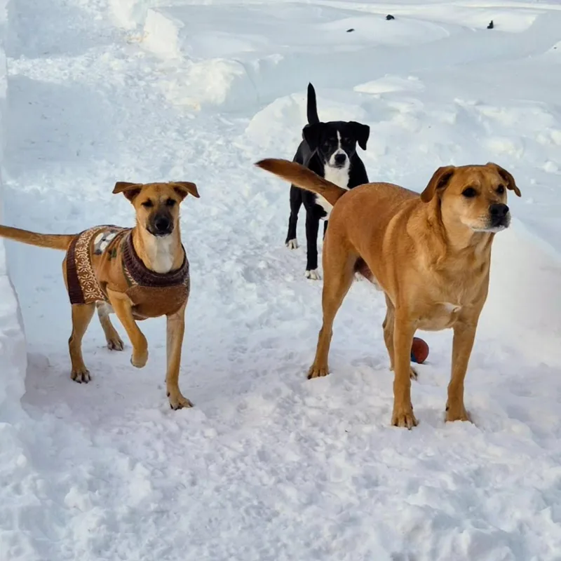 Reece  In Ct thumbnail 4