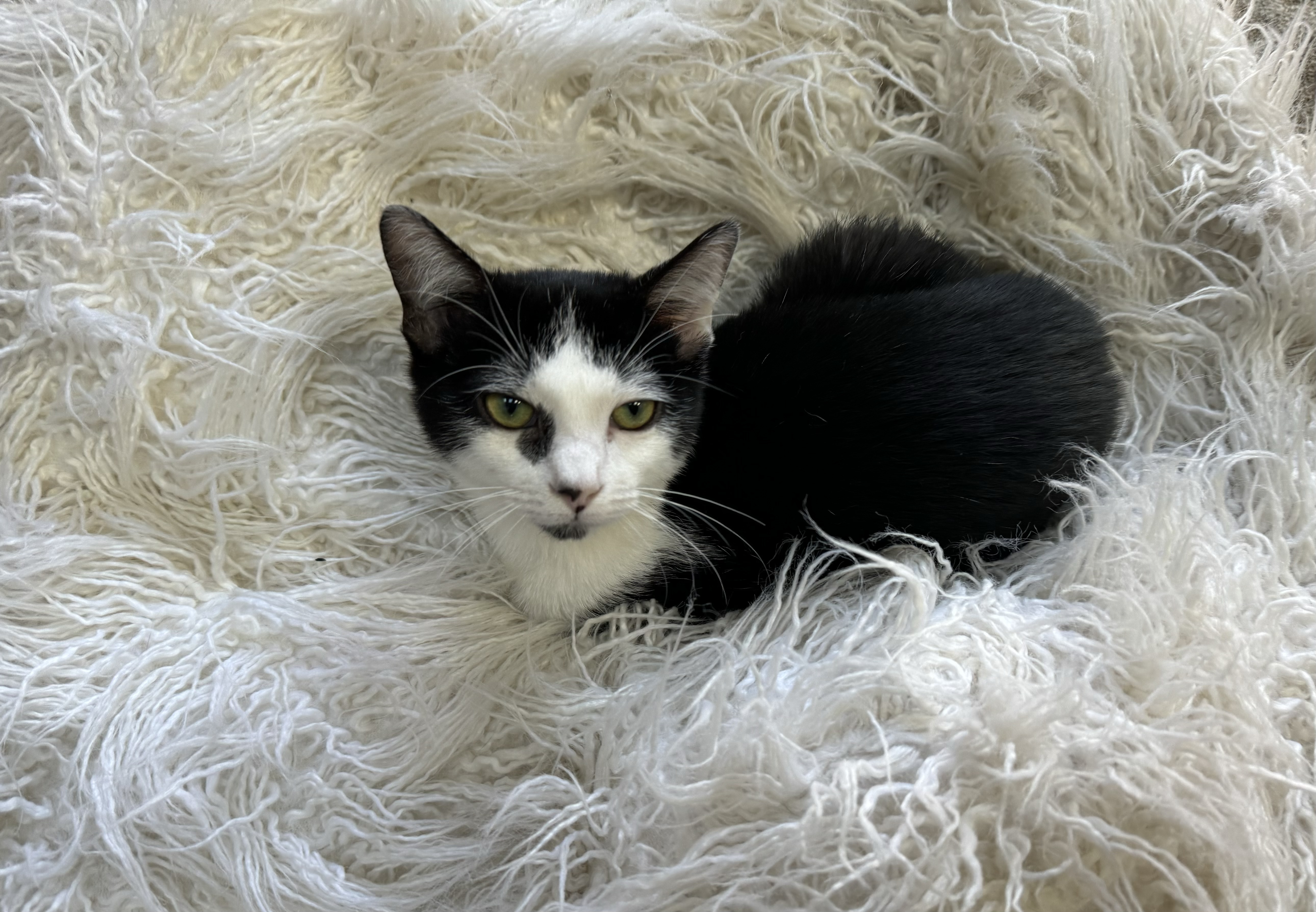 Oreo & Cookie thumbnail 2