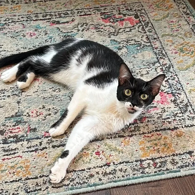 Oreo & Cookie thumbnail 3