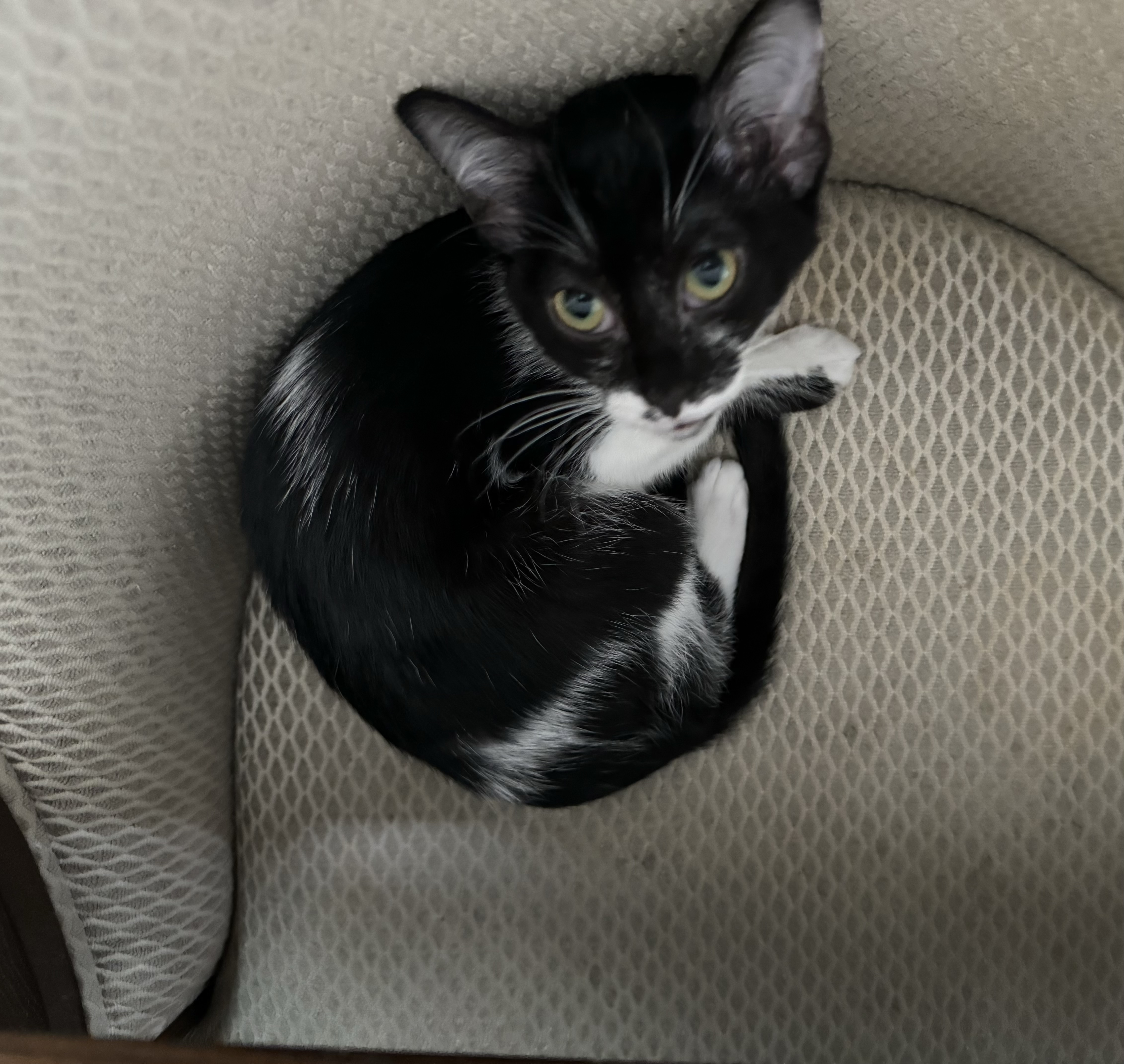 Oreo & Cookie thumbnail 4