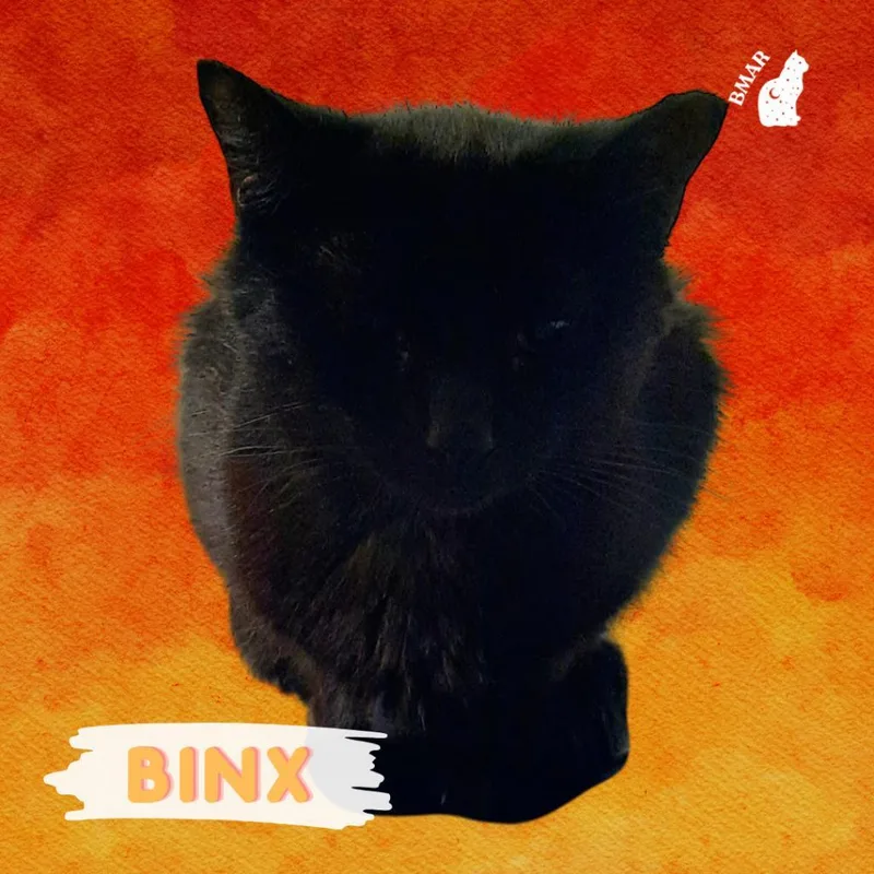 An adult medium-sized female Black Domestic Short Hair cat named Binx for adoption in Casa Grande, AZ