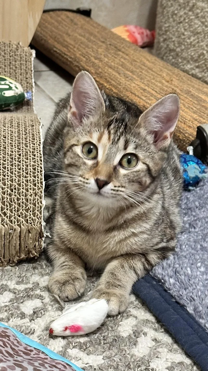 Millie....  Little Shy.... thumbnail 2