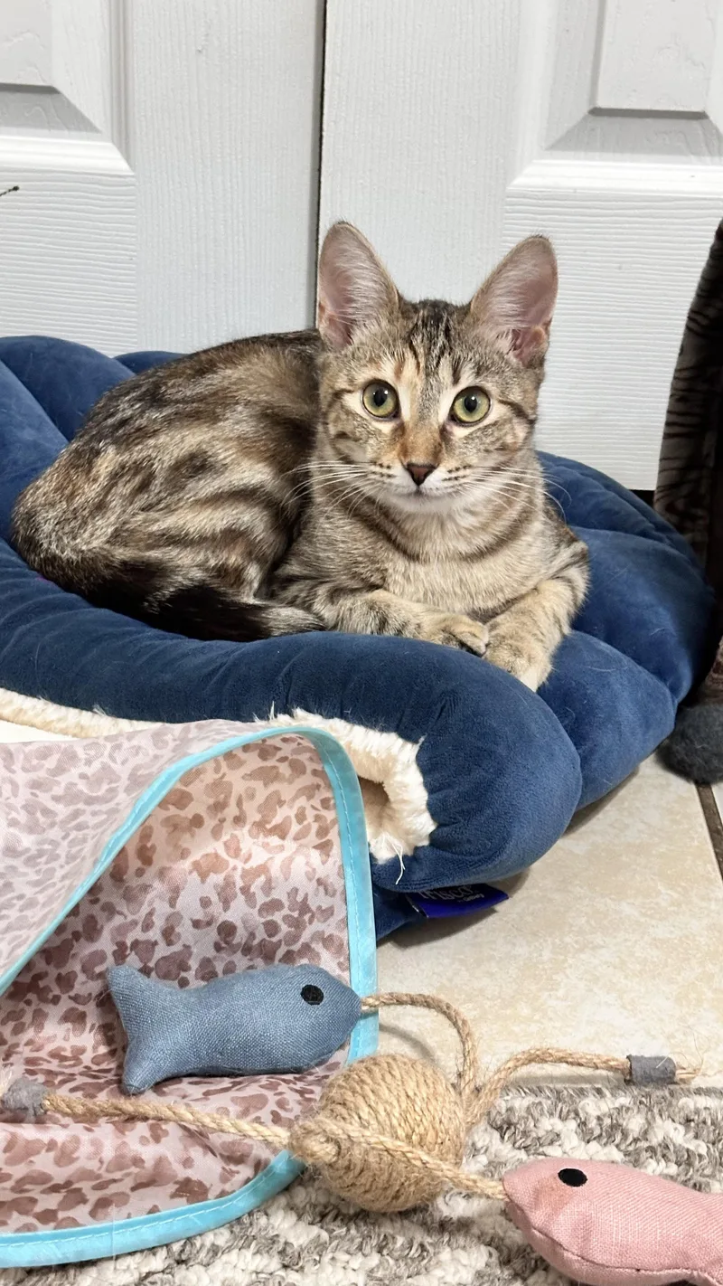 Millie.... Little Shy....