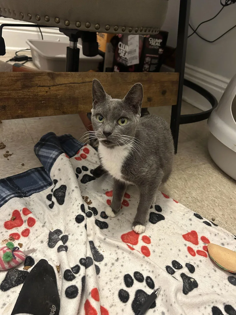 An adult small-sized female Gray & White Domestic Short Hair cat named Berlioz for adoption in Tonawanda, NY