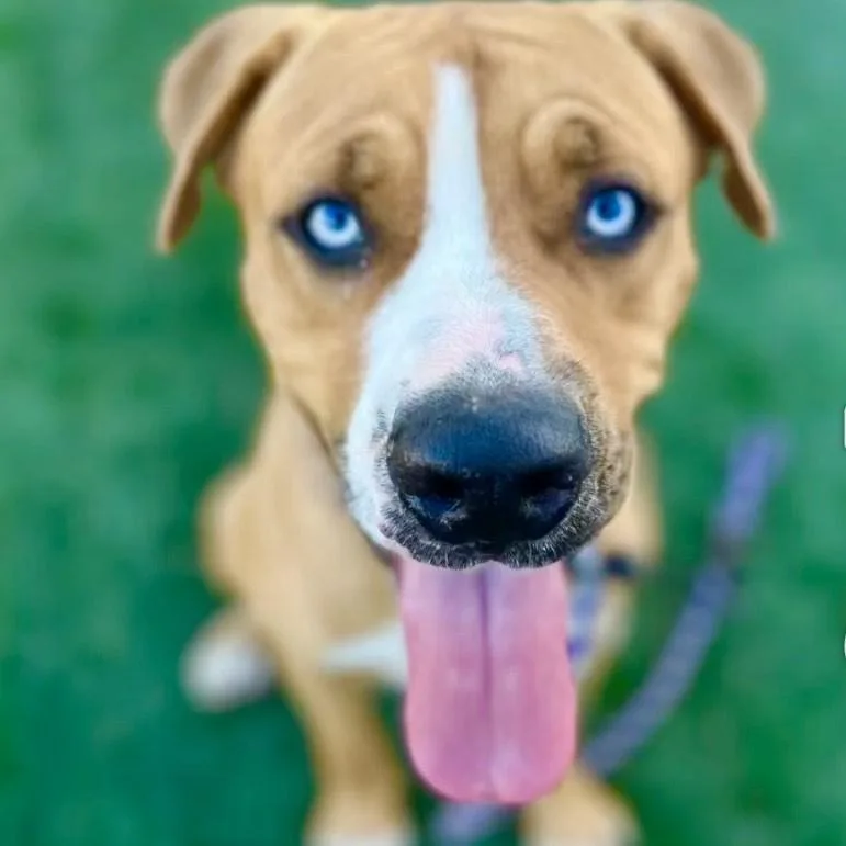 Fettibest Personality!