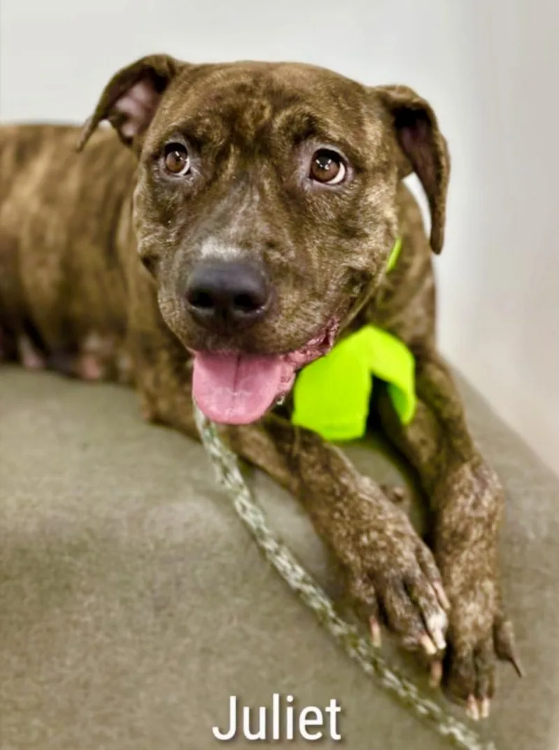 A young medium-sized female Pit Bull Terrier dog named Juliet for adoption in Los Angeles, CA