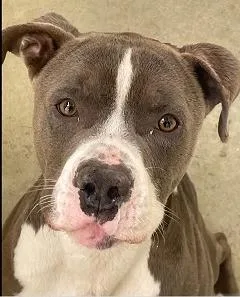 Brewsterhe's Silly And Fun thumbnail 2