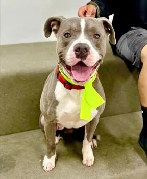 Brewsterhe's Silly And Fun thumbnail 3