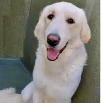 Brodyso Sweet And Gentle