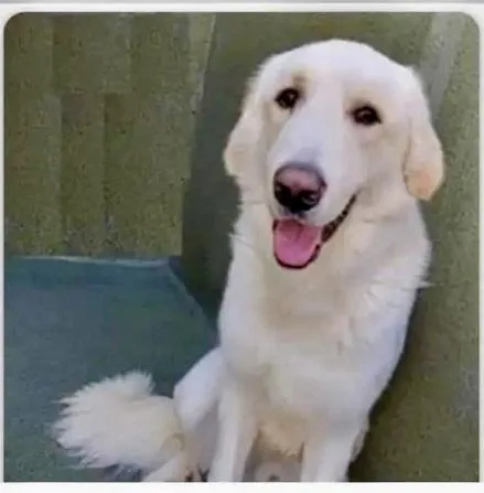 Brodysuch A Wonderful Personality thumbnail 2