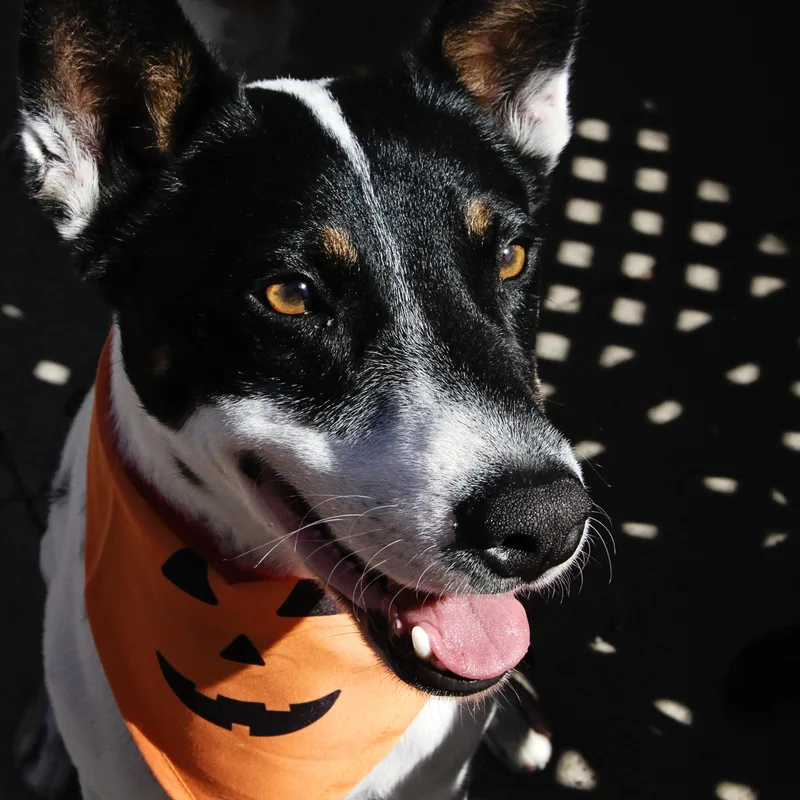 Robinthe Sweetest Pup thumbnail 2